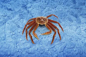 A snow crab